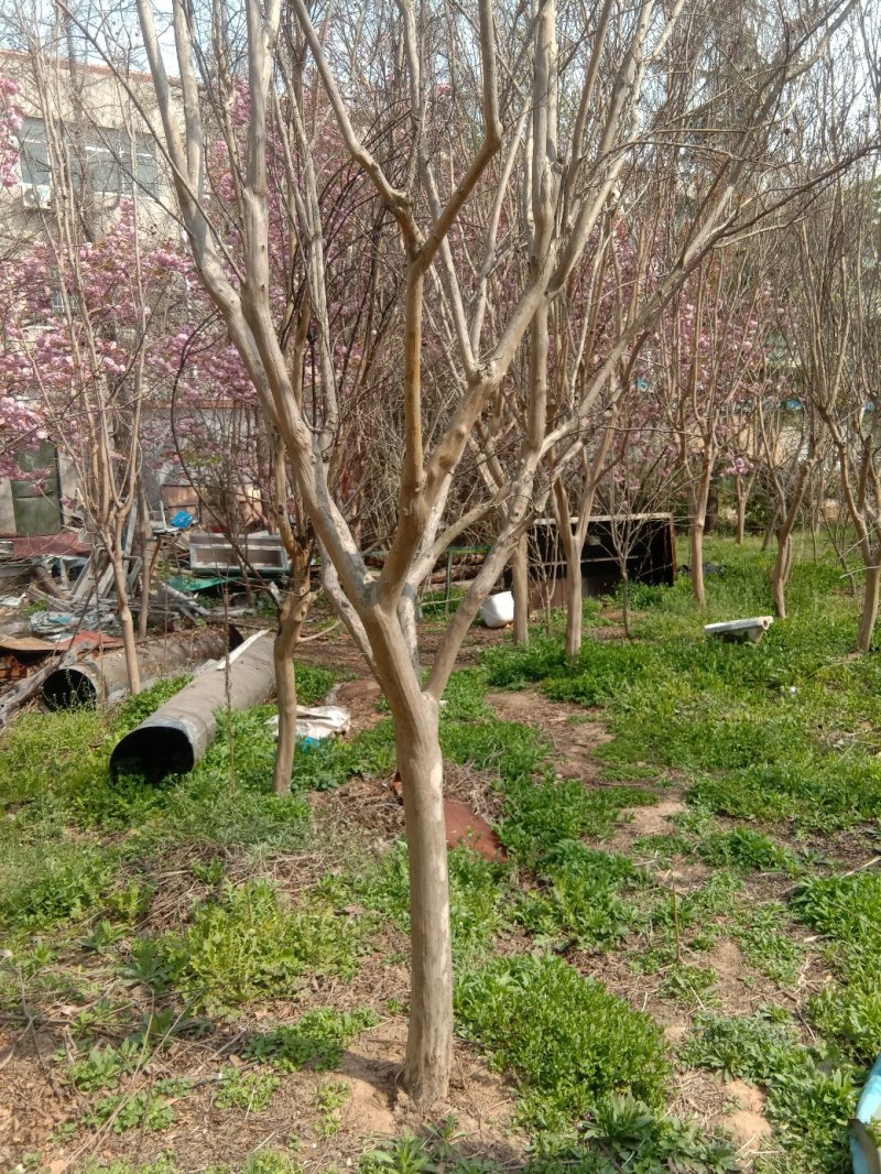 绿化苗木樱花紫薇景松基地直供物优价廉欢迎各位老板洽谈
