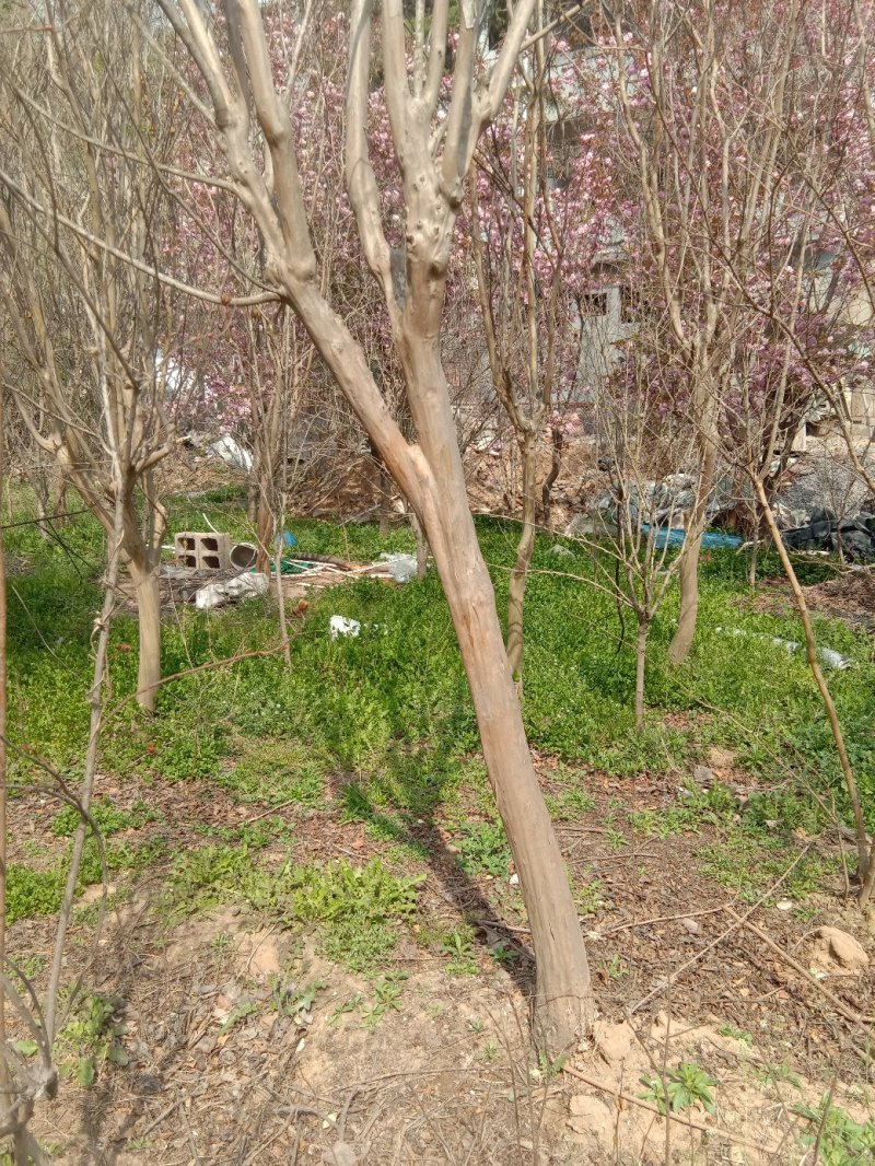 绿化苗木樱花紫薇景松基地直供物优价廉欢迎各位老板洽谈