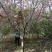 绿化苗木樱花紫薇景松基地直供物优价廉欢迎各位老板洽谈