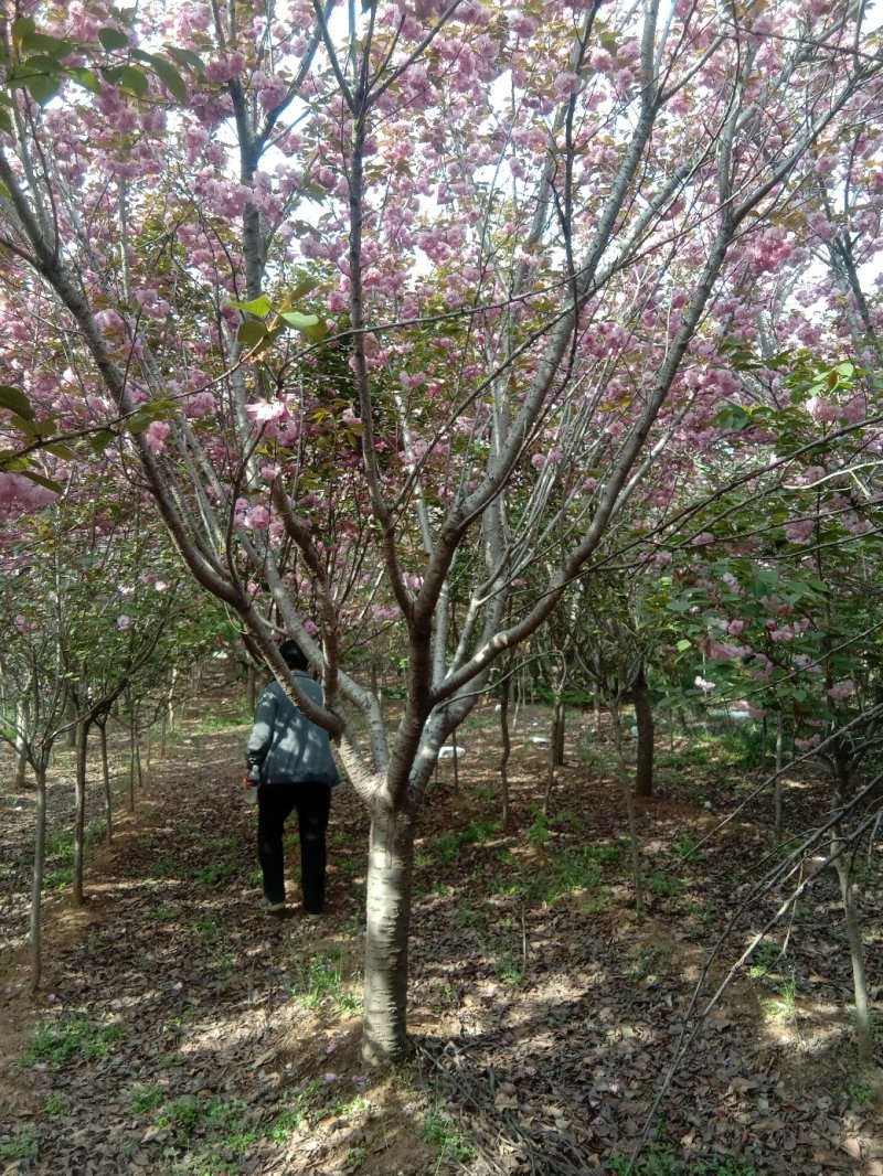 绿化苗木樱花紫薇景松基地直供物优价廉欢迎各位老板洽谈