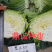 豫艺墨玉50甘蓝耐热高产