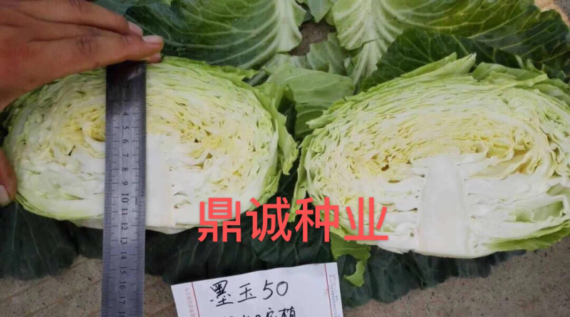 豫艺墨玉50甘蓝耐热高产
