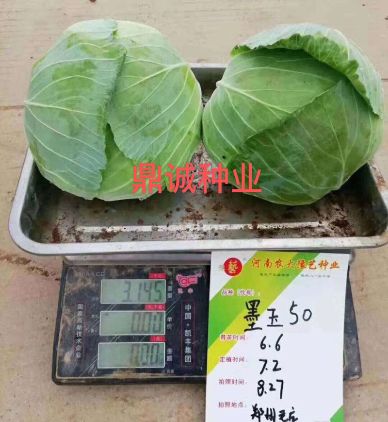 豫艺墨玉50甘蓝耐热高产