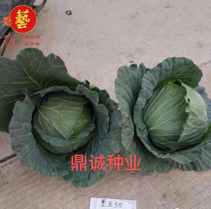 豫艺墨玉50甘蓝耐热高产