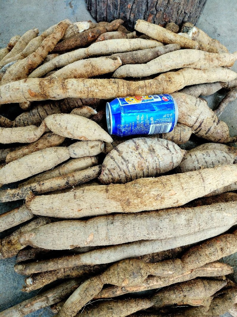 野生牛大力别名倒吊金钟、大力薯，野生牛大力欢迎联系
