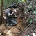 野生牛大力别名倒吊金钟、大力薯，野生牛大力欢迎联系