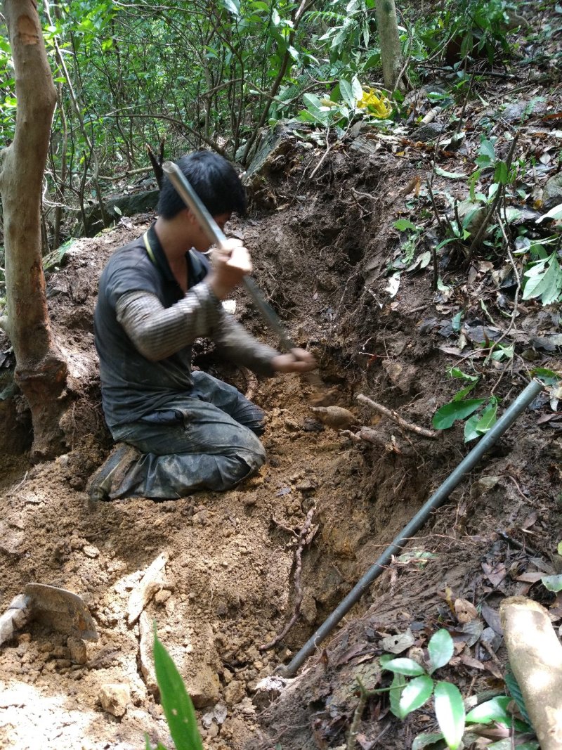 野生牛大力别名倒吊金钟、大力薯，野生牛大力欢迎联系