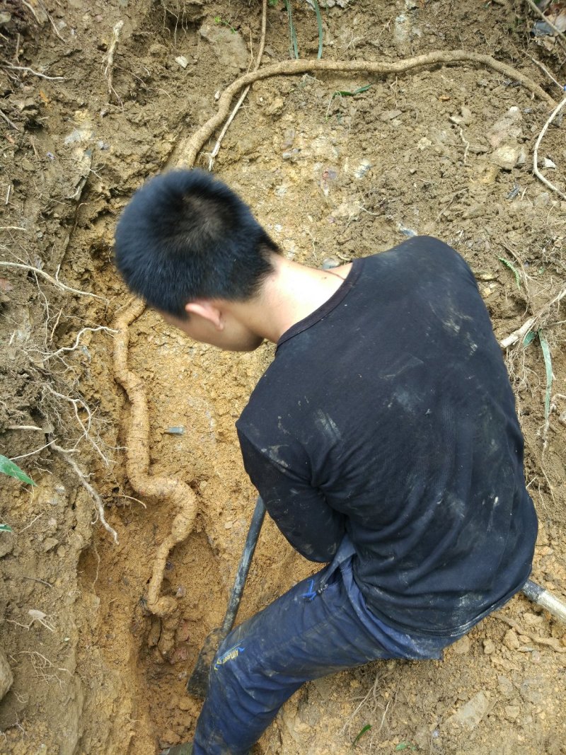 野生牛大力别名倒吊金钟、大力薯，野生牛大力欢迎联系