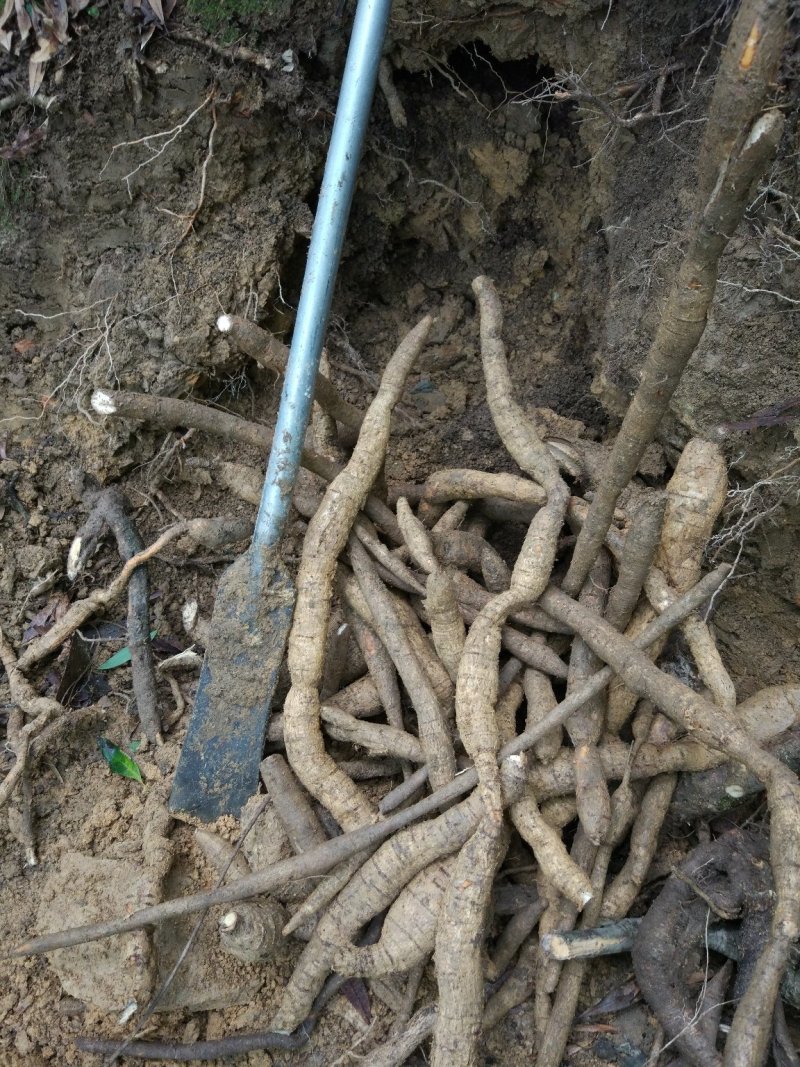 野生牛大力别名倒吊金钟、大力薯，野生牛大力欢迎联系
