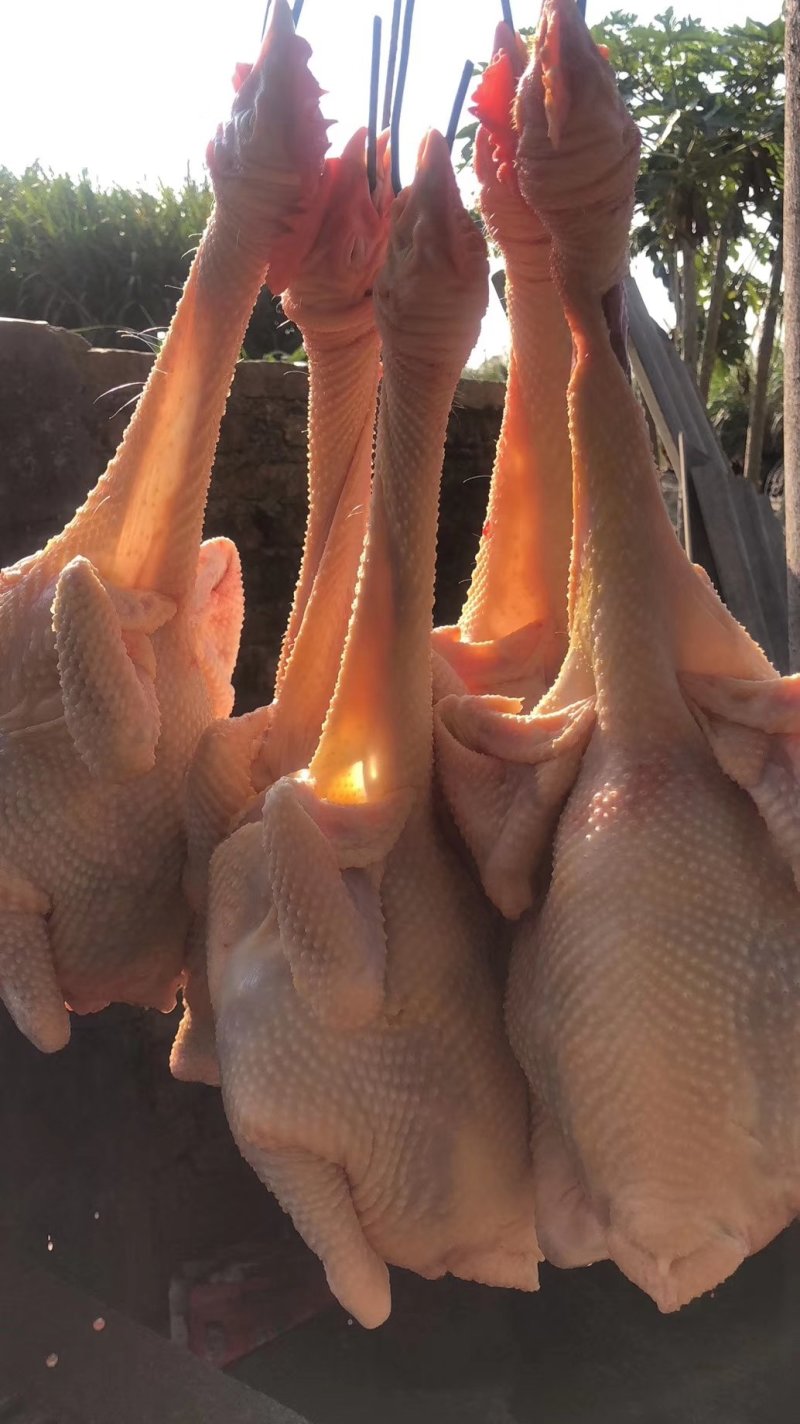 正宗一年老母鸡，走地鸡，虫子鸡，肉质鲜美，欢迎选购