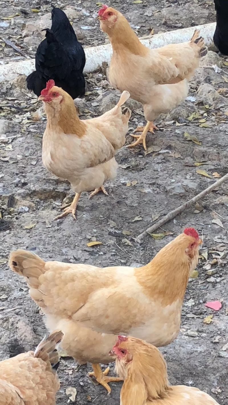 正宗一年老母鸡，走地鸡，虫子鸡，肉质鲜美，欢迎选购