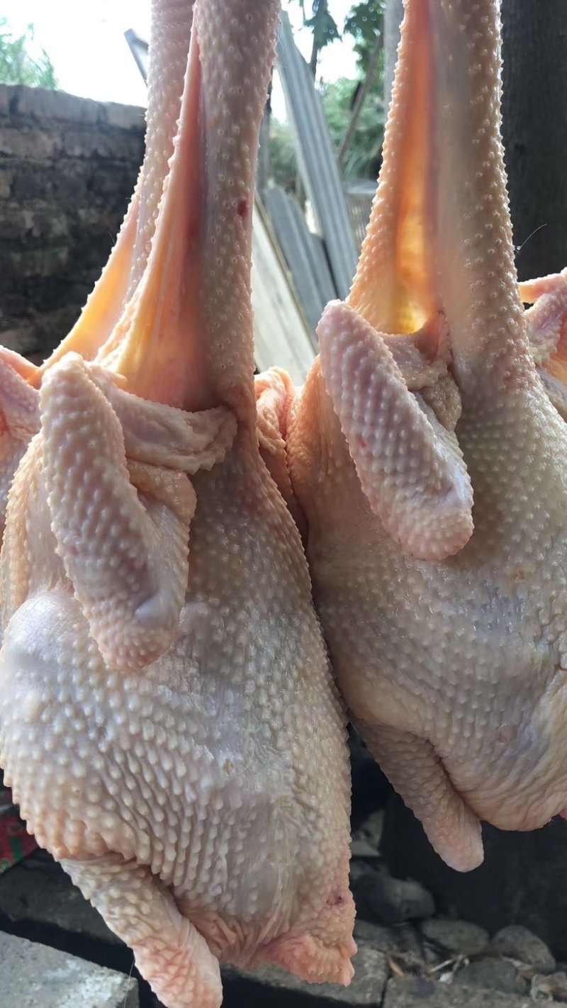 正宗一年老母鸡，走地鸡，虫子鸡，肉质鲜美，欢迎选购