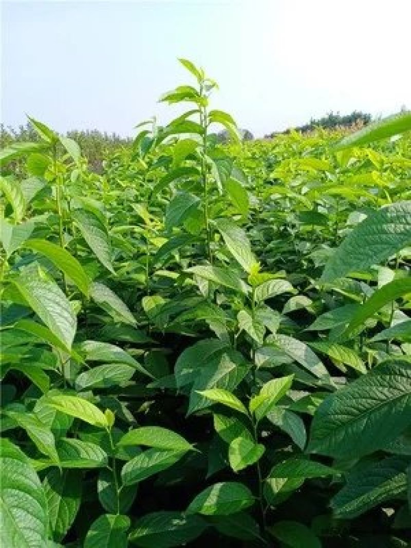 杜仲树0.8到两公分的量大从优