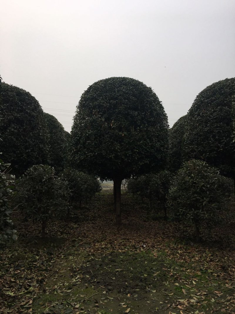 12到20桂花树价格，大量大公分桂花树出售