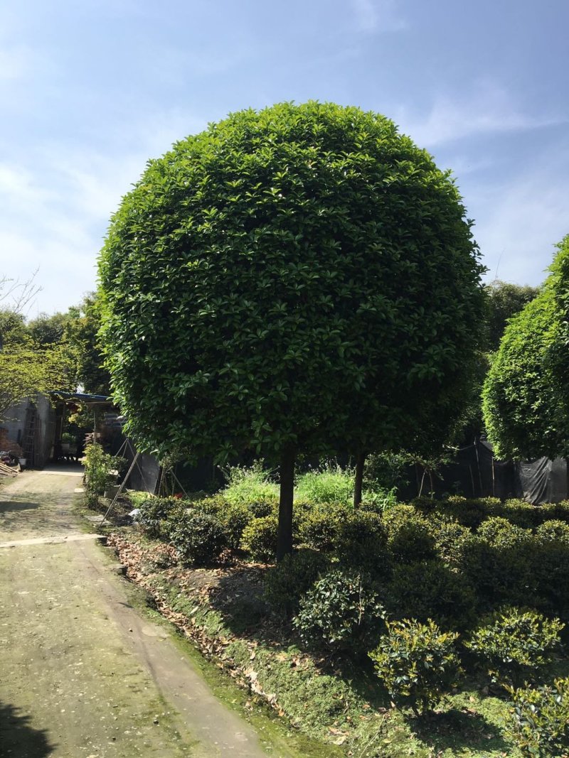 12到20桂花树价格，大量大公分桂花树出售
