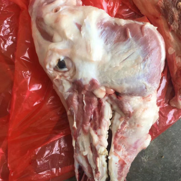 猪头骨，新鲜猪头骨，大猪