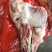 猪头骨，新鲜猪头骨，大猪