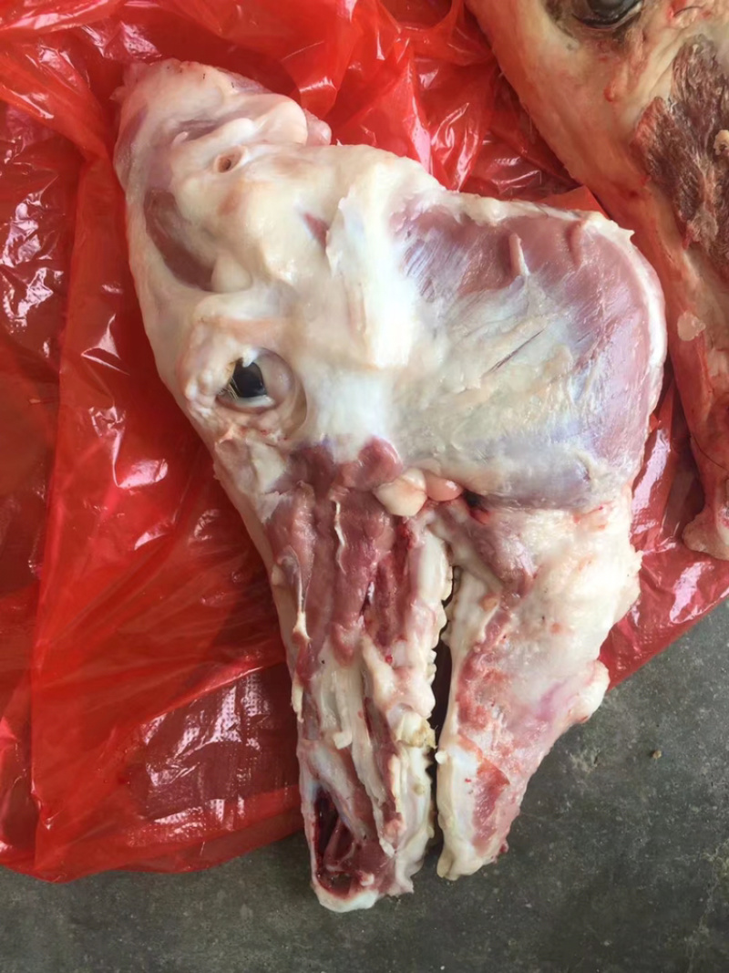 猪头骨，新鲜猪头骨，大猪