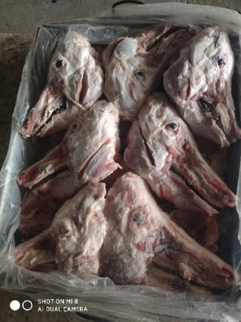 猪头骨，新鲜猪头骨，大猪