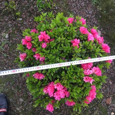 球型杜鹃花价格，球型西洋杜鹃基地