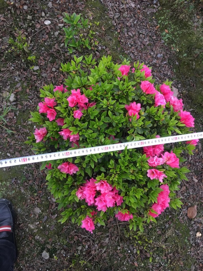 球型杜鹃花价格，球型西洋杜鹃基地