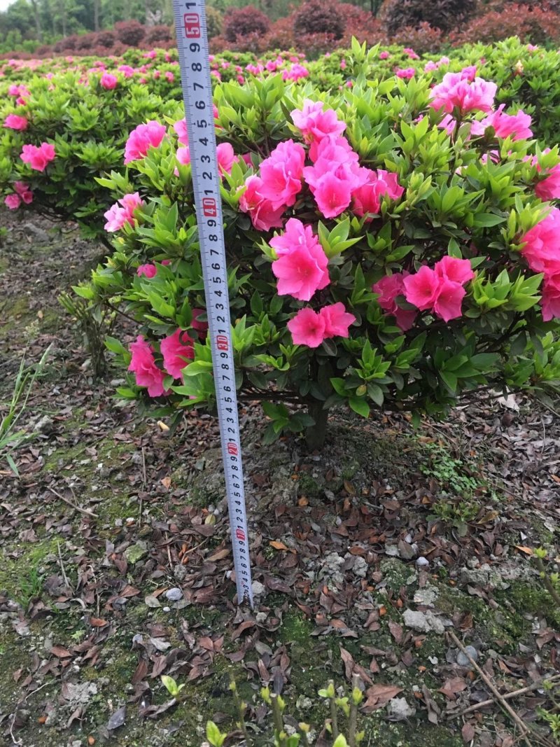 球型杜鹃花价格，球型西洋杜鹃基地