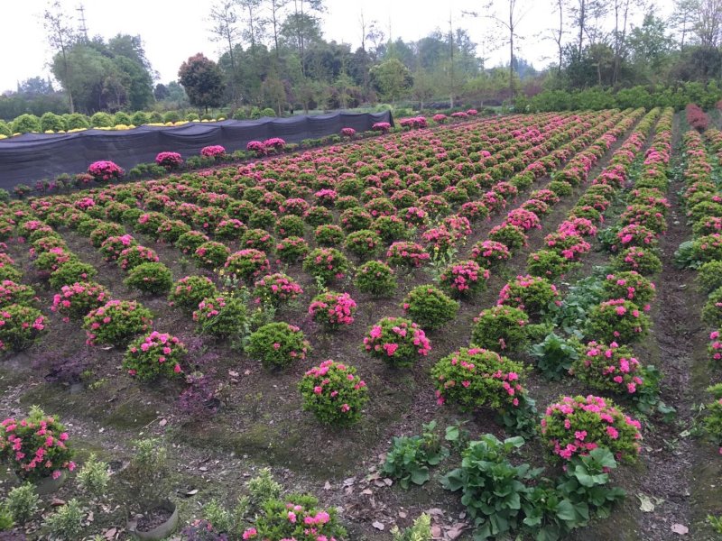 球型杜鹃花价格，球型西洋杜鹃基地