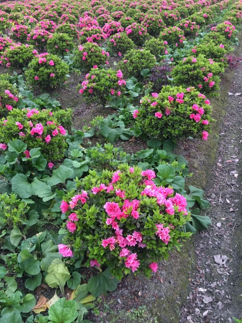 球型杜鹃花价格，球型西洋杜鹃基地