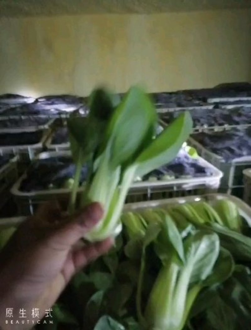 山东曹县上海青快菜