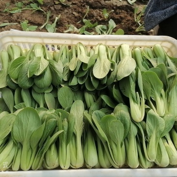 山东曹县上海青快菜
