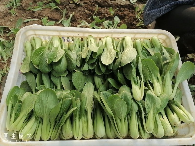 山东曹县上海青快菜