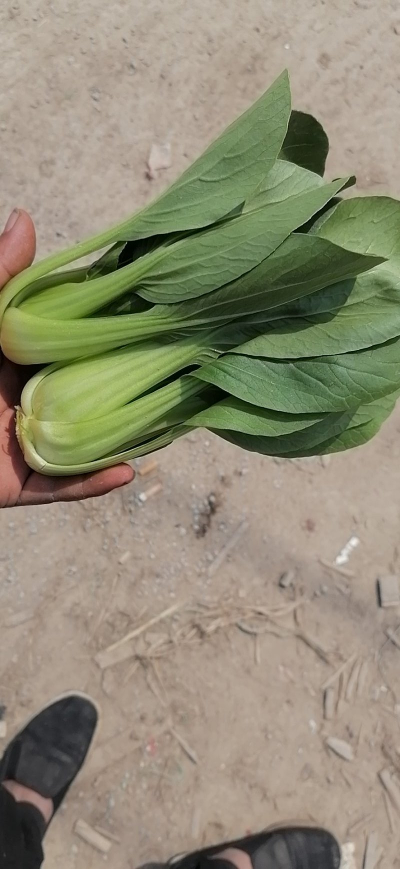 山东曹县上海青快菜
