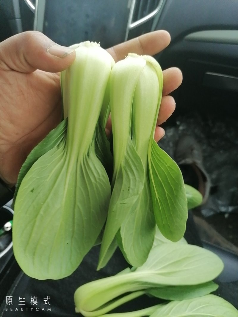 山东曹县上海青快菜