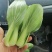 山东曹县上海青快菜