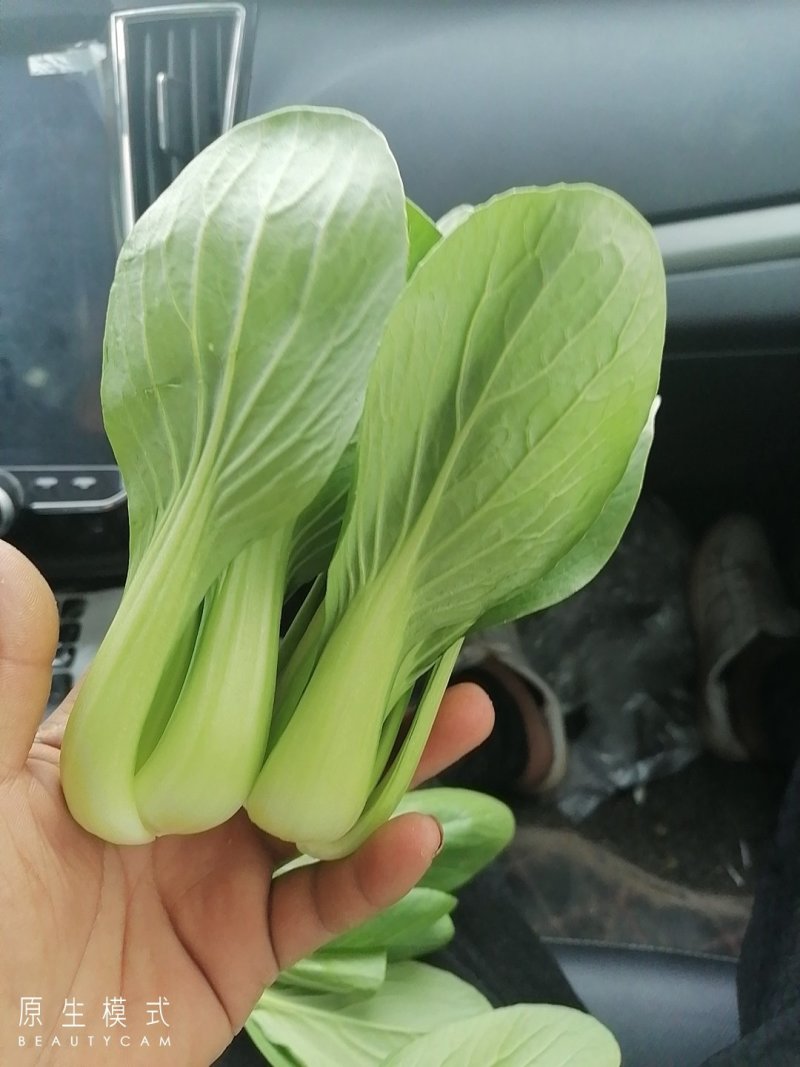 山东曹县上海青快菜