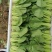 山东曹县上海青快菜