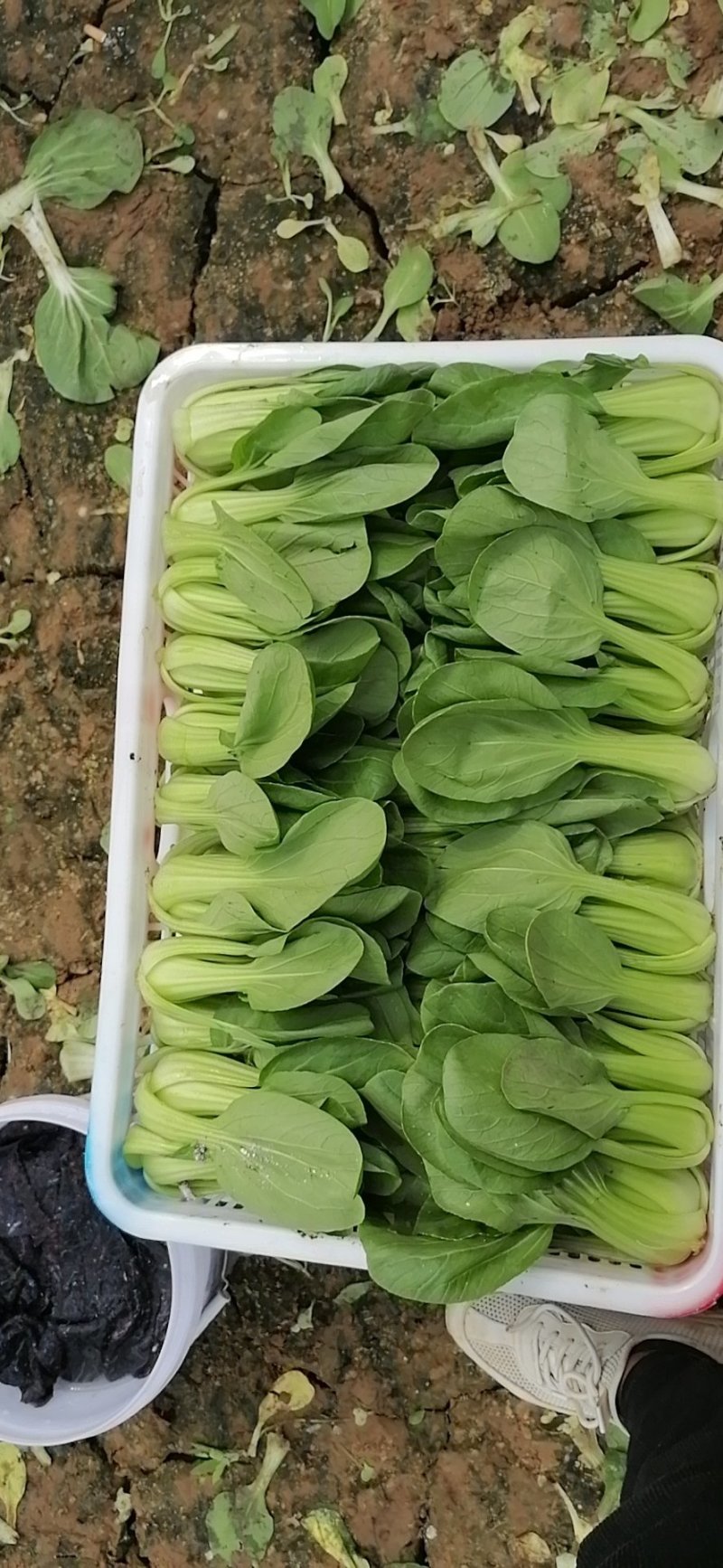 山东曹县上海青快菜