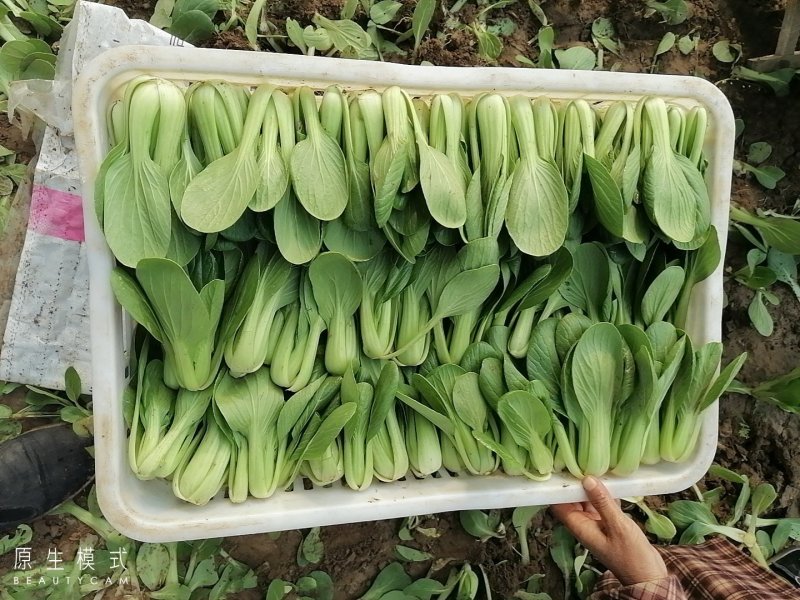 山东曹县上海青快菜
