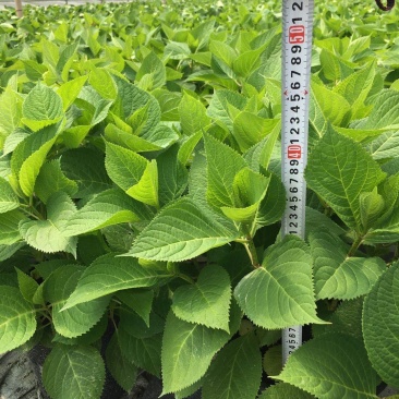 3加仑装绣球花价格，绣球花基地
