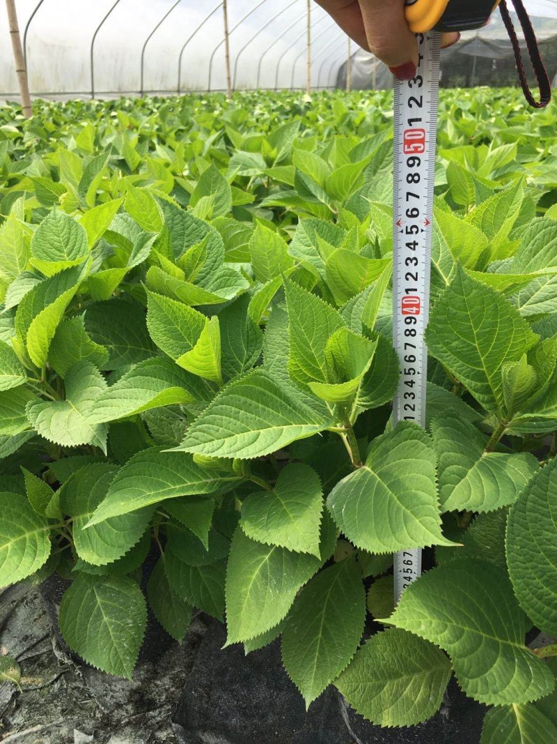 3加仑装绣球花价格，绣球花基地