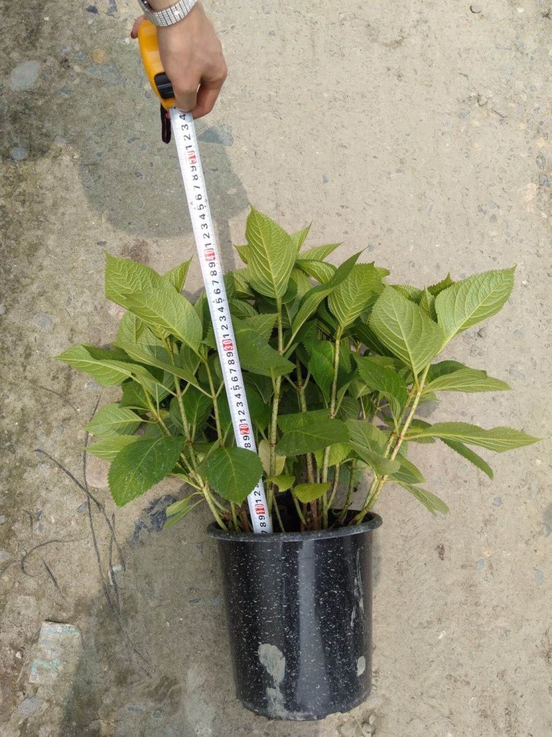 3加仑装绣球花价格，绣球花基地