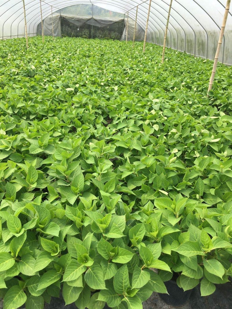3加仑装绣球花价格，绣球花基地