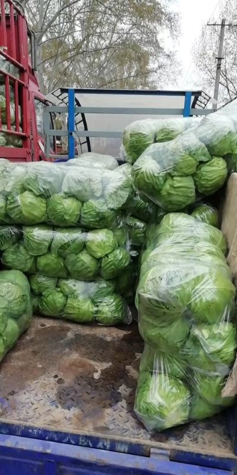 春玉甘蓝大量上市