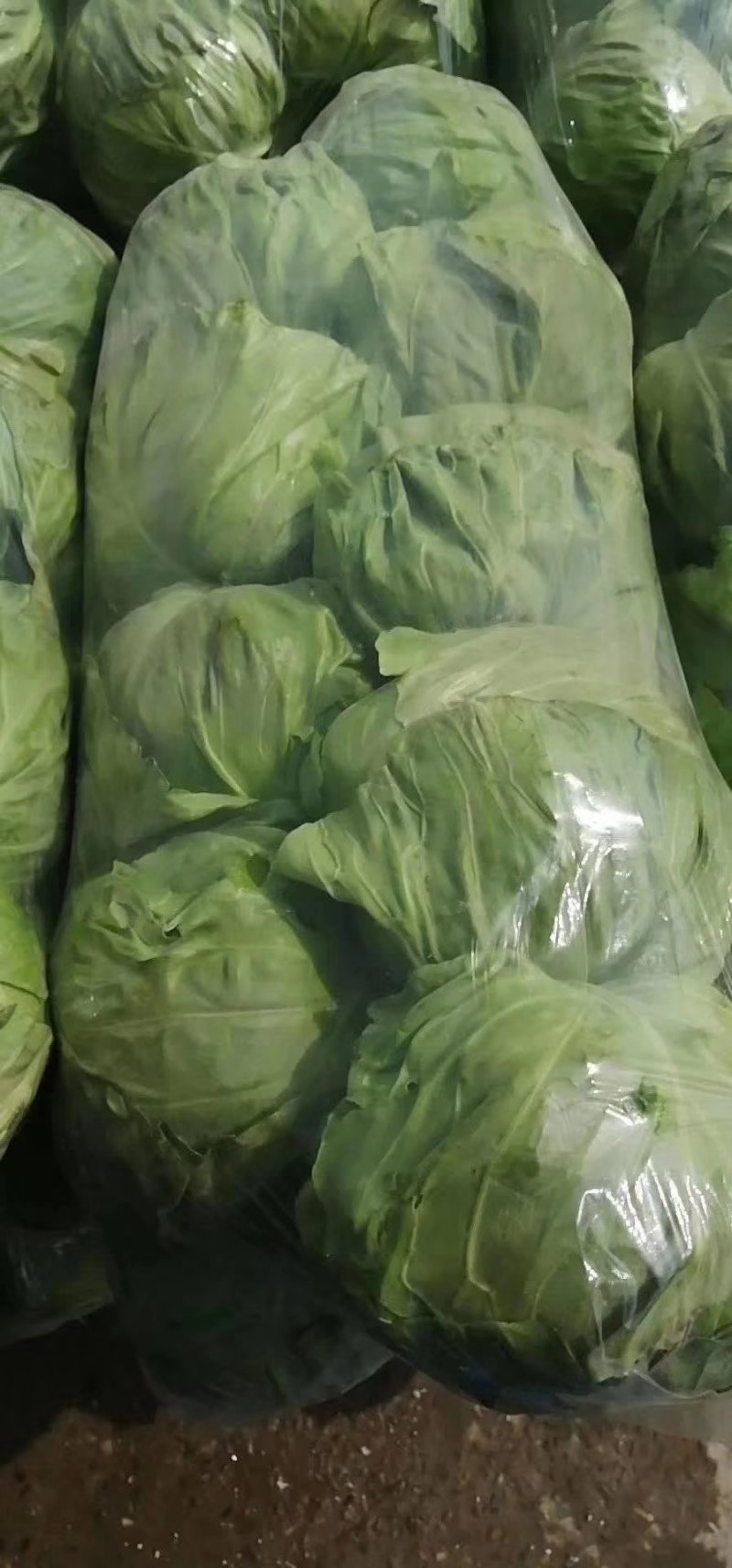 春玉甘蓝大量上市