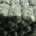 春玉甘蓝大量上市