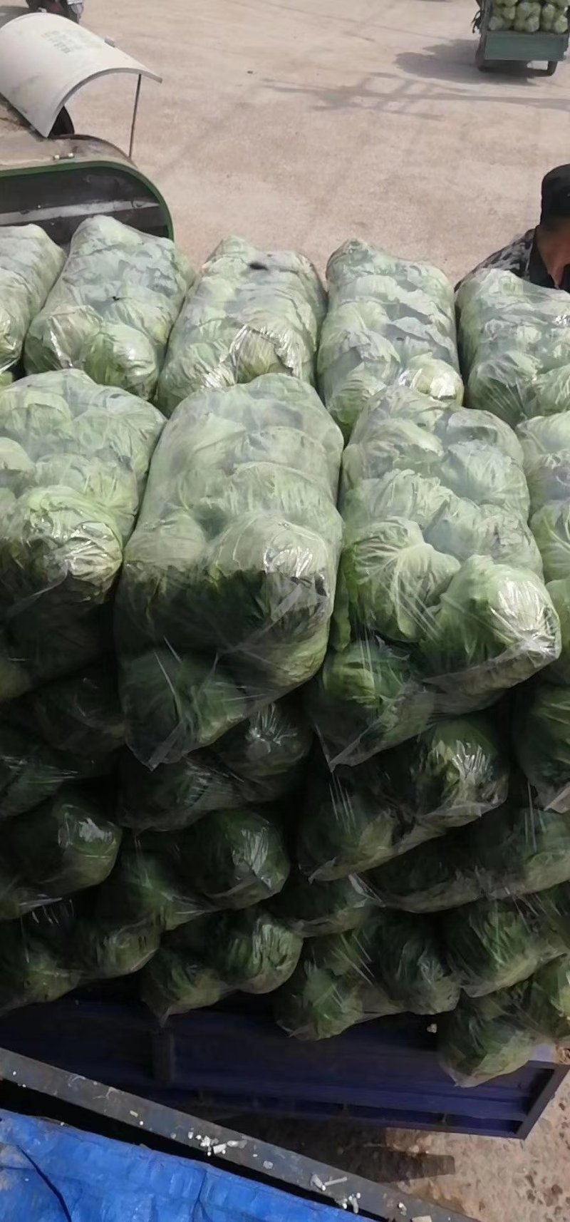 春玉甘蓝大量上市