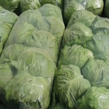 春玉甘蓝大量上市
