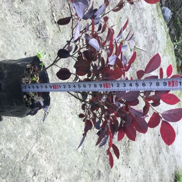 红花继木价格，红花继木黑珍珠基地