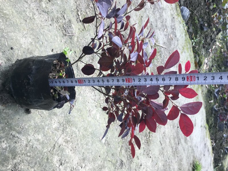 红花继木价格，红花继木黑珍珠基地