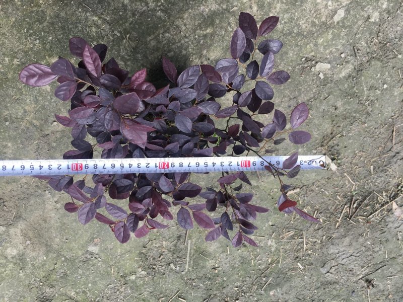 红花继木价格，红花继木黑珍珠基地